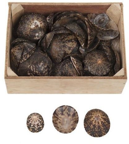 Limpet ovale schelpen 500 gram