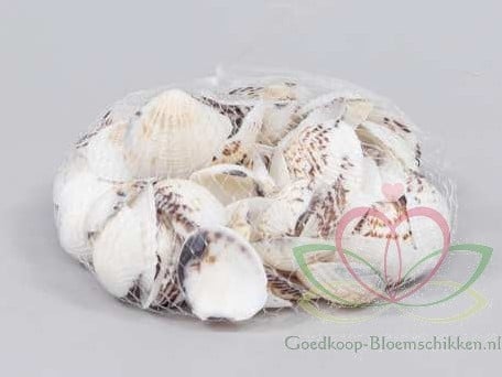 Gafraruim Pectinatum schelpen ca. 350 gram