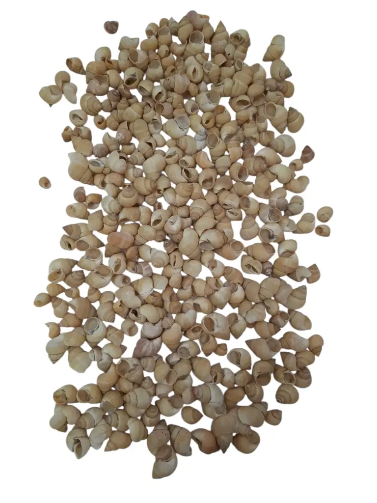 Umachi Schelpen Naturel 250 gram