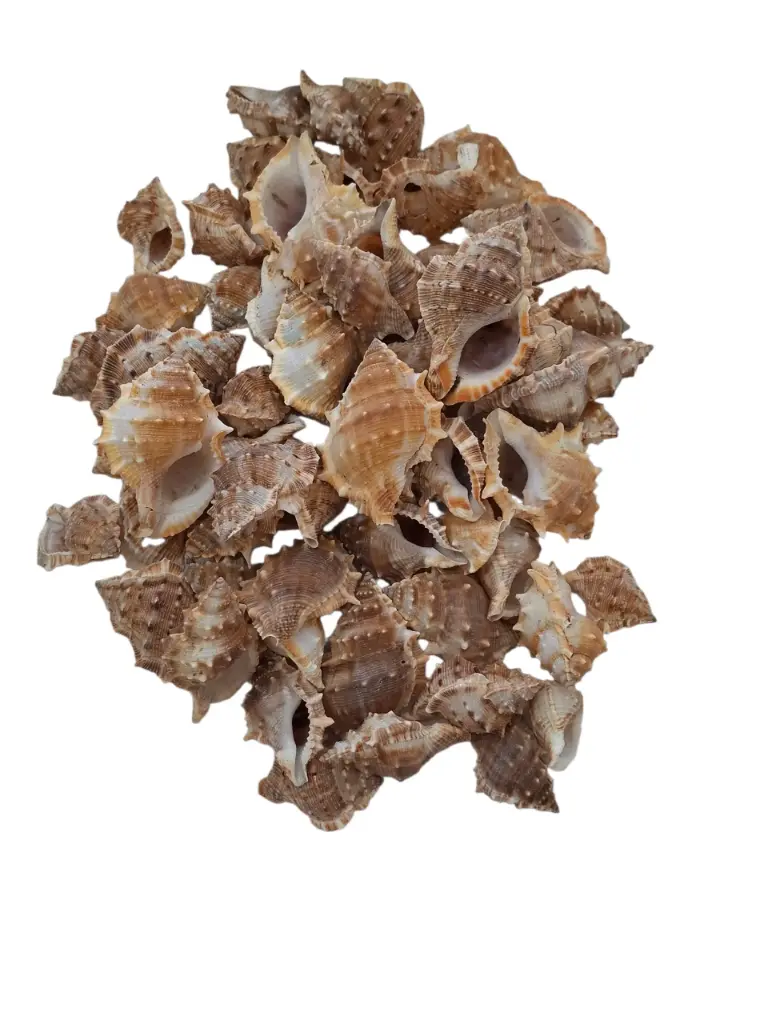 White Chimman Schelpen 500 gram