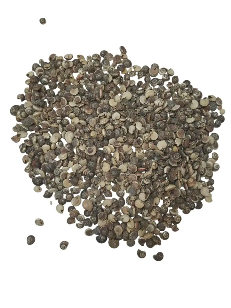 Umbonium Schelpen Zilver 200 gram
