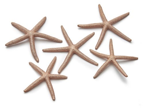 Zeester Finger Starfish 10-15 cm Copper/Koper 10 stuks