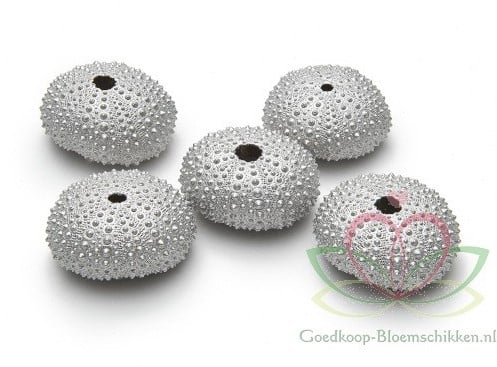 Zeeegel Champagne 25 stuks