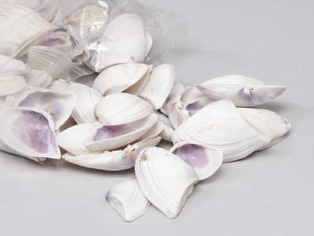 Violet Chippy Schelpen 1 kilo