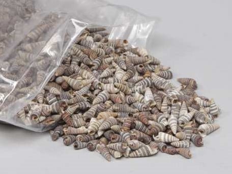 Oori schelpen 1 kilo 