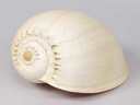 Melo Diadema schelp 20-22 cm Per Stuk