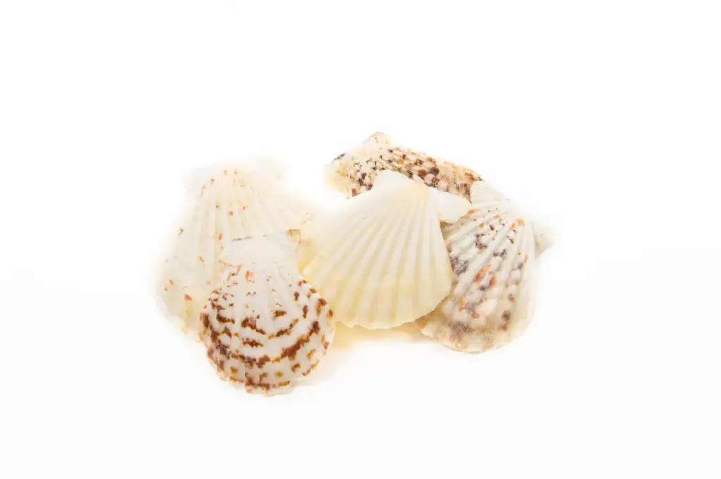 Pecten Radula Jacobsschelp 1 kilo