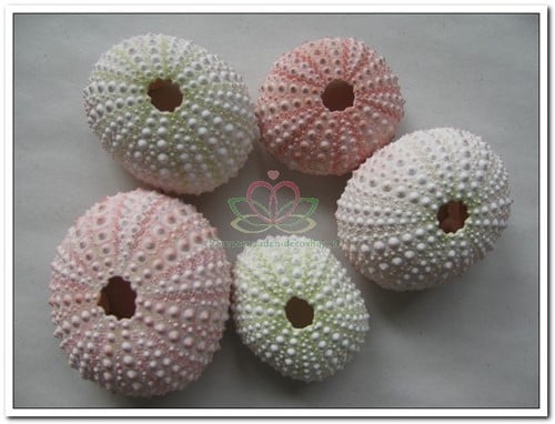 Zeeegel Naturel Sea Urchin Pink Roze 25 stuks