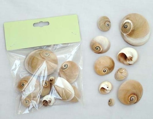 Polinices Didyma Schelpen 80 gram