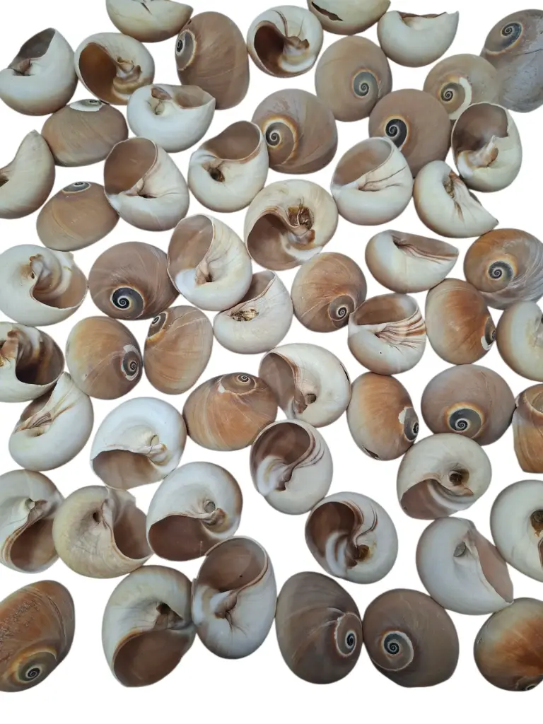 Polinices Didyma Schelpen 800 gram