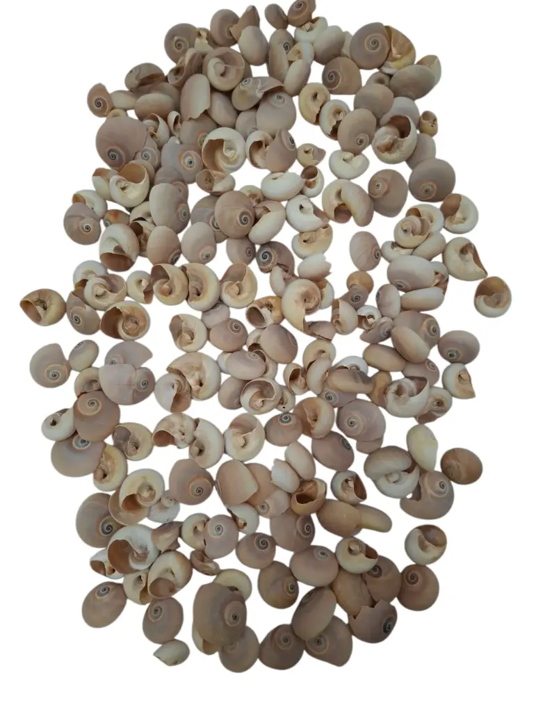 Fayence schelpen 500 gram