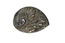 Abalone schelp middel Gepolijst 13-15 cm per stuk