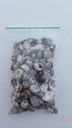 Littorina Littorea Alikruik schelp