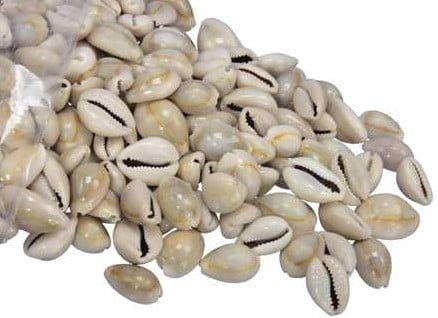 Cypraea Annulus schelpen Grijs 35 gram