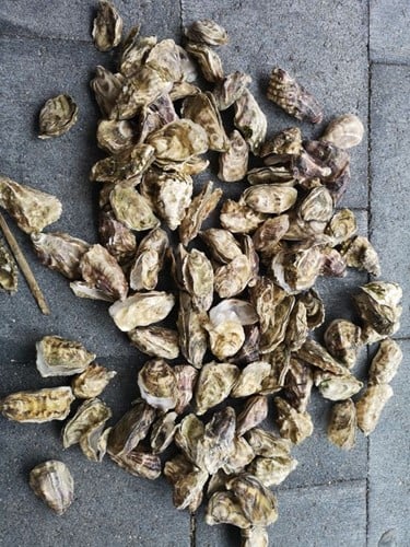 Oesterschelpen fijn 500 gram 