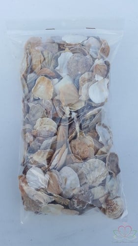 Mantelschelp Jacobsschelp 400 gram