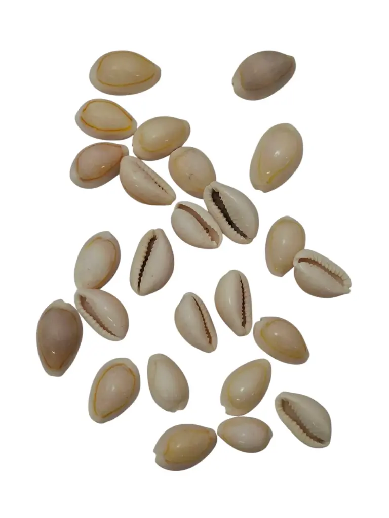 Cypraea Annulus schelpen Creme Naturel 35 gram