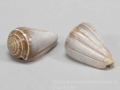Conus Blue Valai Poo schelpen 5 stuks