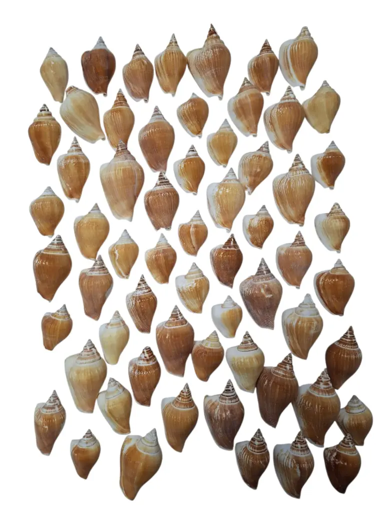 Strombus Canarium Schelpen ca. 5 cm 1 kilo