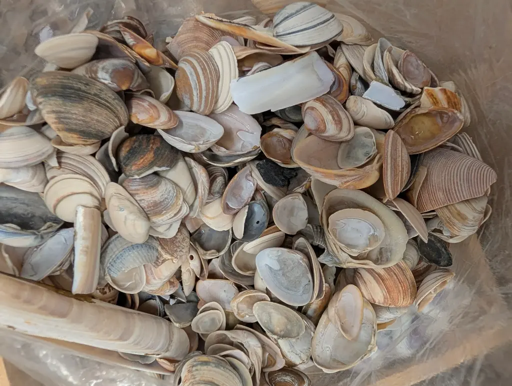 Schelpen Hollandse mix 500 gram