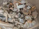 Schelpen Hollandse mix 500 gram