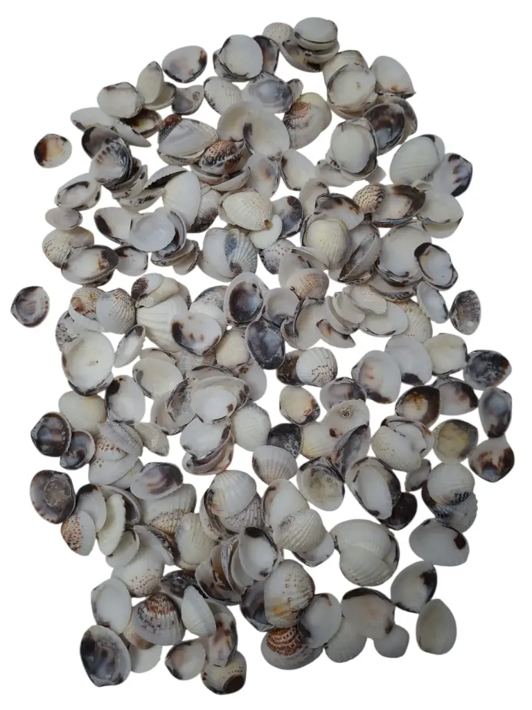 Karandai Chippy schelpen 1 kilo