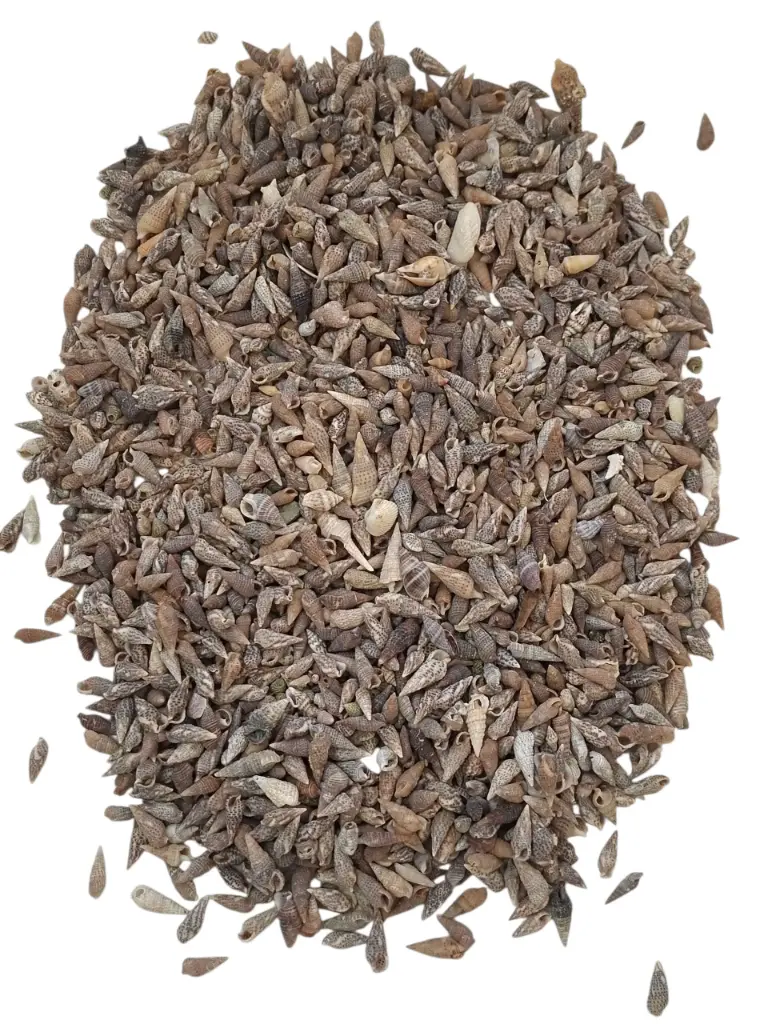 Nassa Pussata schelpen 400 gram
