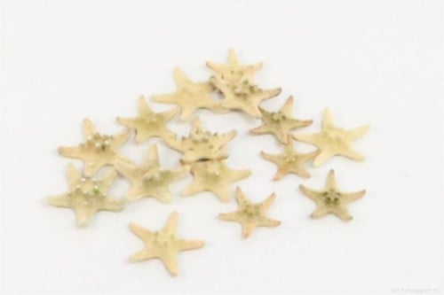 Zeester Philippine Gehoornd 2,5 cm 15 stuks