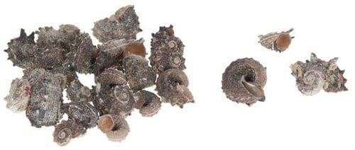 Delphinula Laciniata schelpen ca. 100 gram