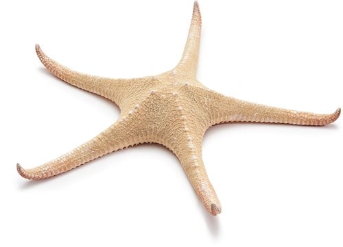 Zeester Rood Tip Starfish 30 cm Per stuk
