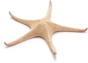Zeester Rood Tip Starfish 30 cm Per stuk