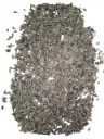 Nassa Pussata schelpen 500 gram