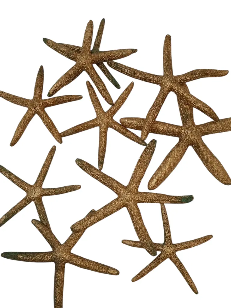 Zeester Finger Starfish 10-15 cm Goud 10 stuks