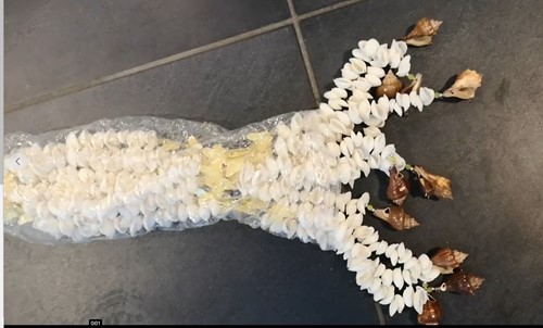 Schelpengordijn Schelpenhanger Kupu-Kupu Butterfly Chippy geboorde schelpen Wit geboorde schelpjes