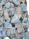 Oesterschelpen biologisch watercleaned 8–13 cm 8 stuks
