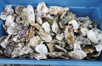Oesterschelpen BOL biologisch watercleaned > 13 cm 4 stuks