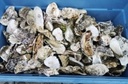 Oesterschelpen BOL biologisch watercleaned > 13 cm 4 stuks