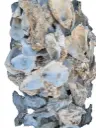 Oesterschelpen BOL biologisch watercleaned 10 cm 6 stuks