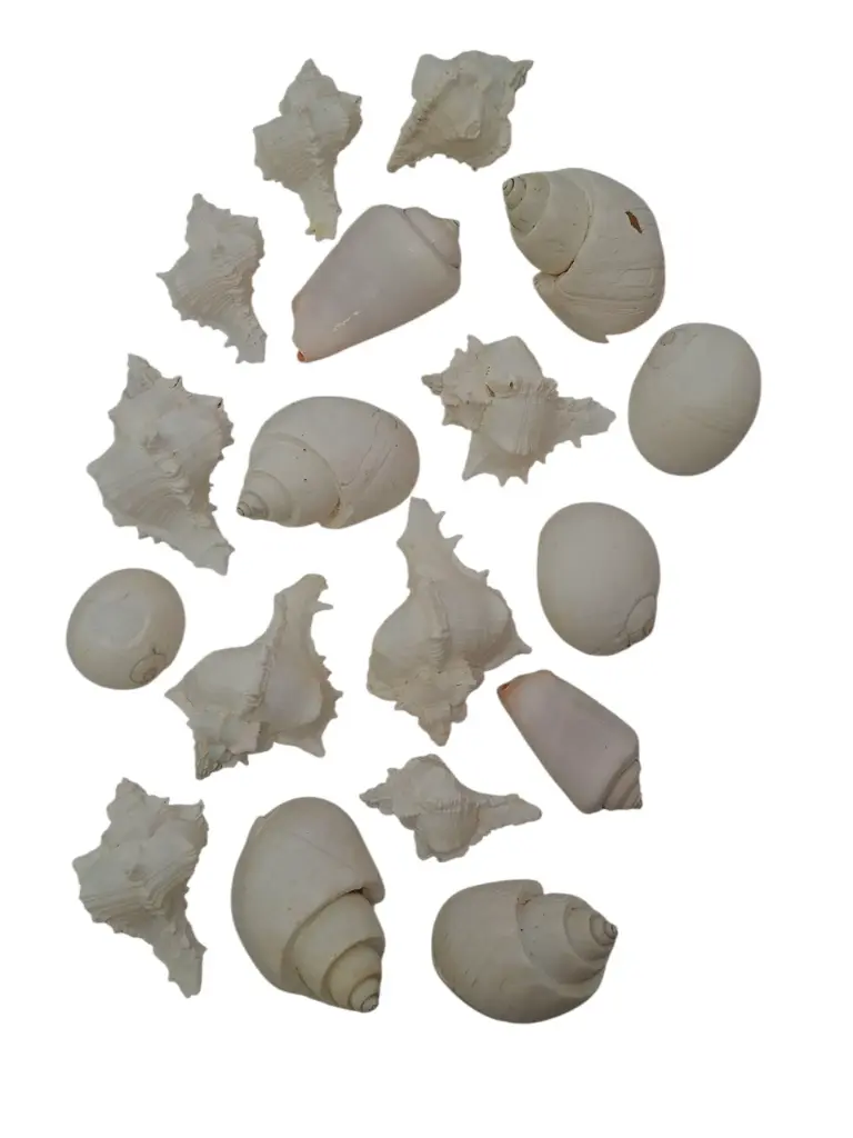 Schelpenmix 4 soorten Wit ca. 200 gram 