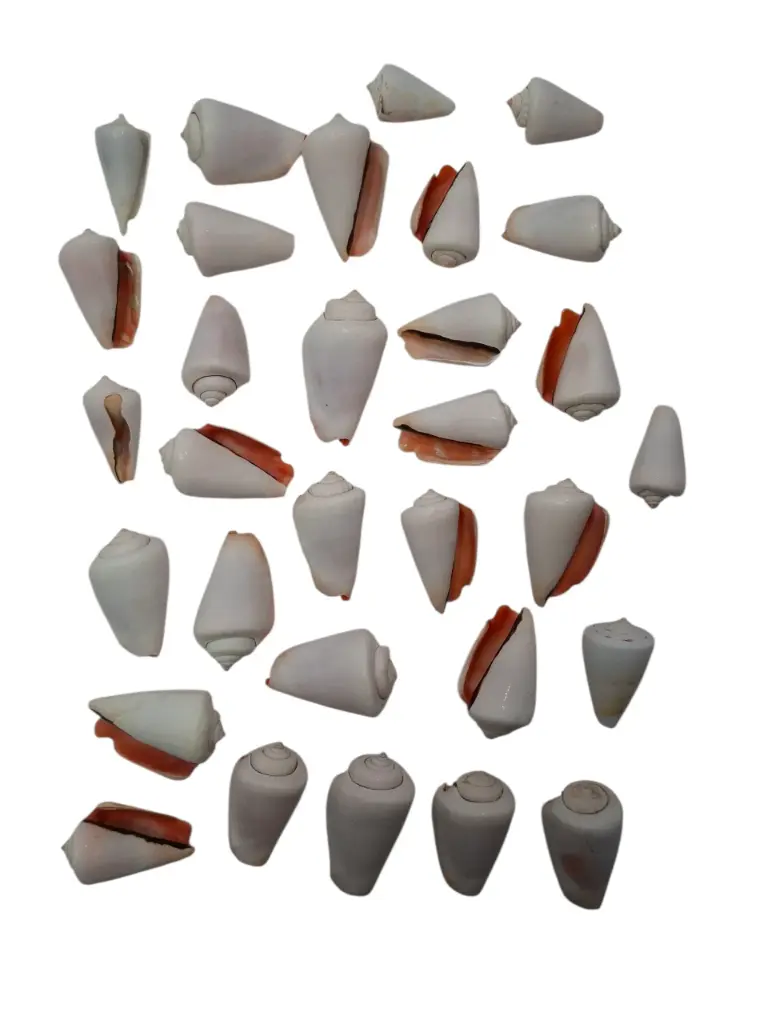 Valaipoo Wit Schelpen 500 gram 