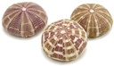 Zeeegel Sea Urchin Alfonso Large 10 stuks
