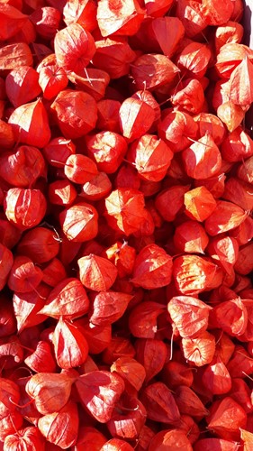 Physalis Rood Lampionnetjes 5 stuks