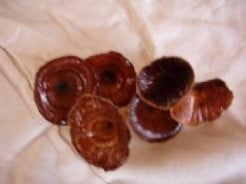 Golden Mushroom 10 stuks