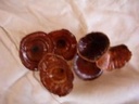 Golden Mushroom 10 stuks