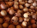 Eucalyptus bells Gum Bell op draad doos ca. 100st