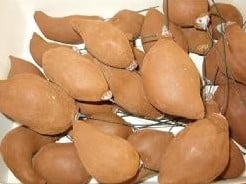 Adansonia op draad per stuk