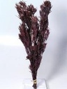 Salignum Rood met Cone