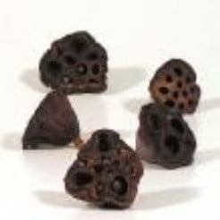Lotus Medium 3–5 cm 5 stuks