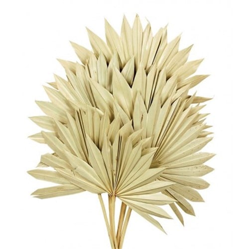 Sun Spear palmspear groot blad Naturel 45–55 cm ca. 30 cm breed 6 stuks