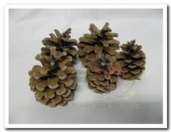 Dennenappels Oostenrijkers Blue Pine doos 4 kilo